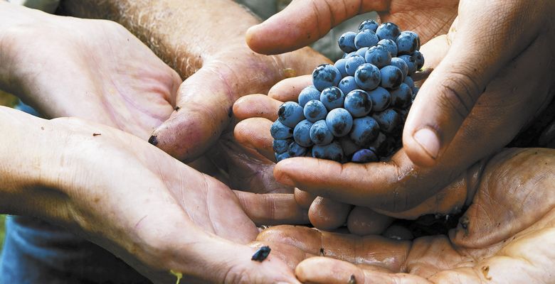 Hands holding a cluster of wine grapes