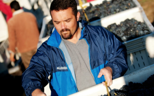 Man inspecting grapes in a bin