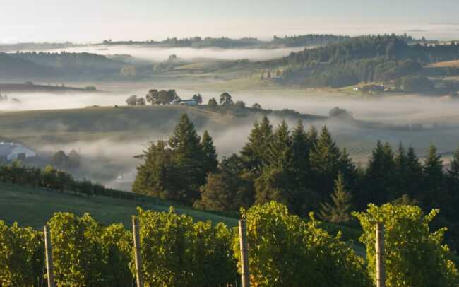 Vineyard with valleys and fog beyond