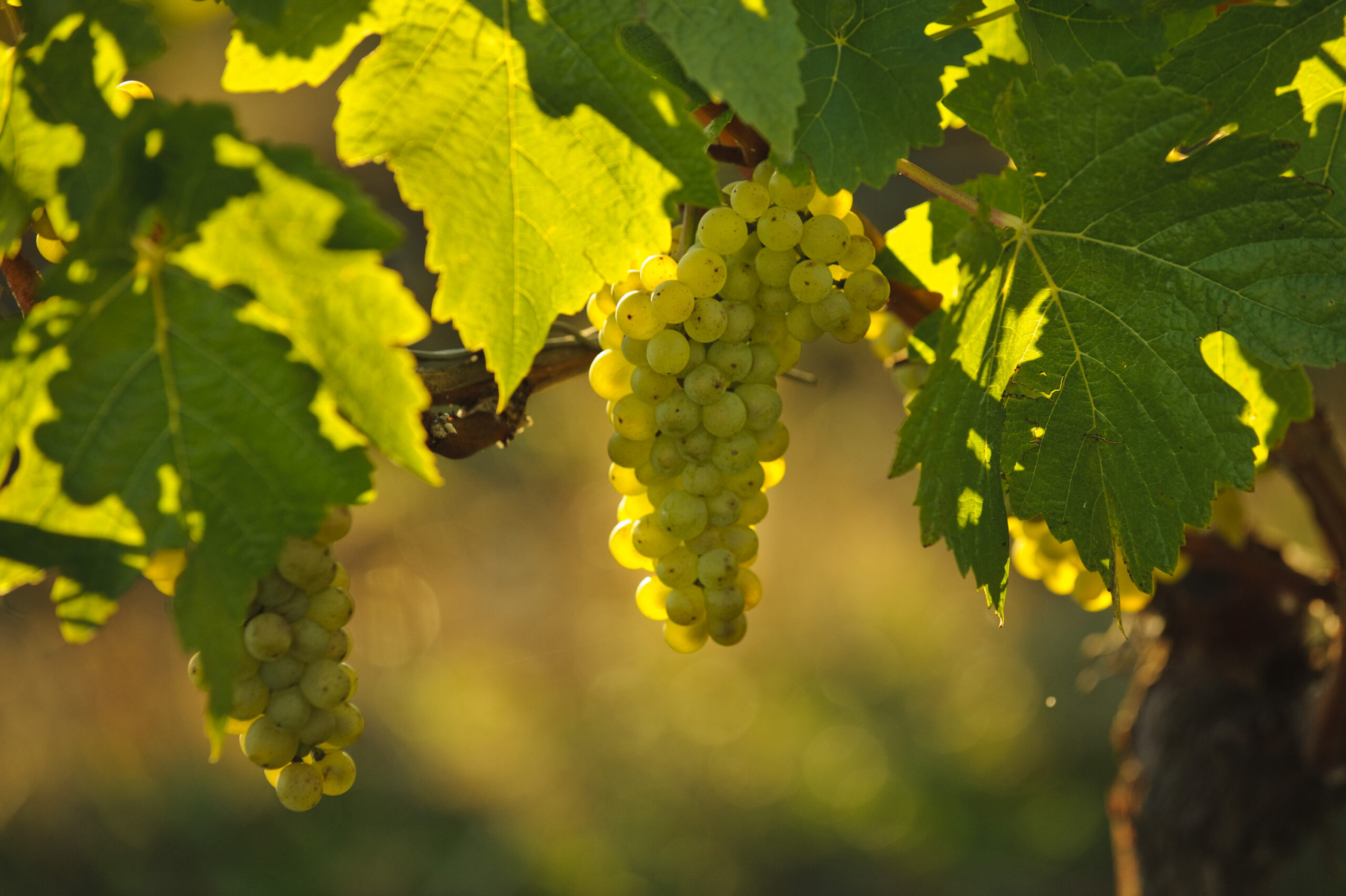Ponzi Chardonnay grapes on the vine