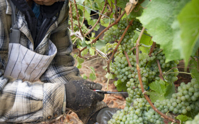 Man harvesting grapes in a vineyard