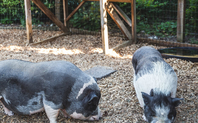 Two large pigs in their pen