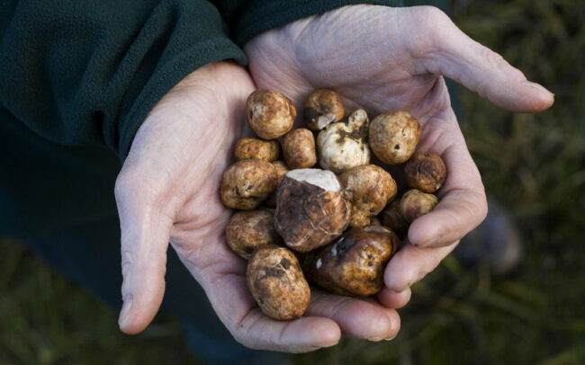 Two hands holding white Oregon truffles