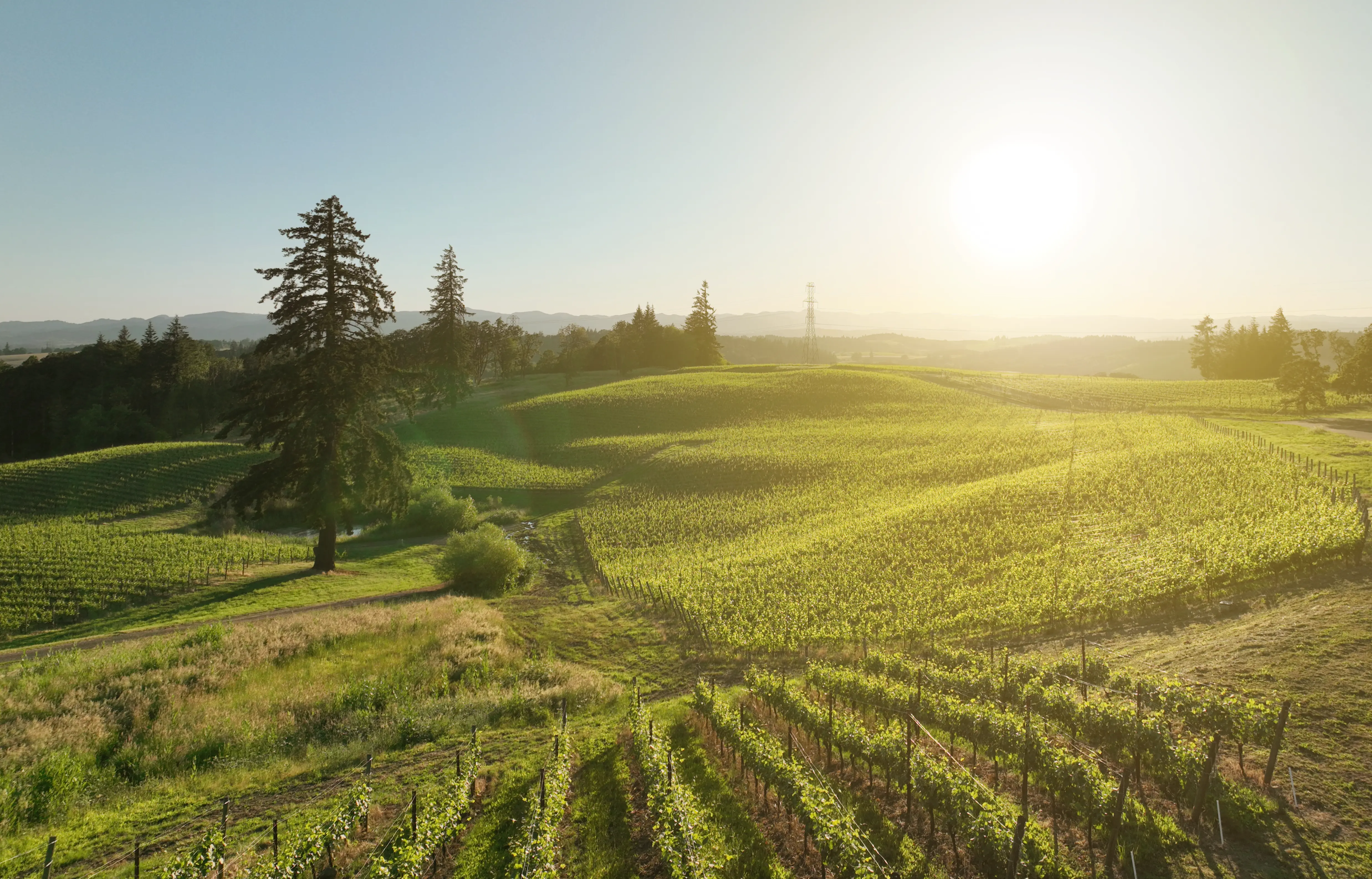 Alexana Winery