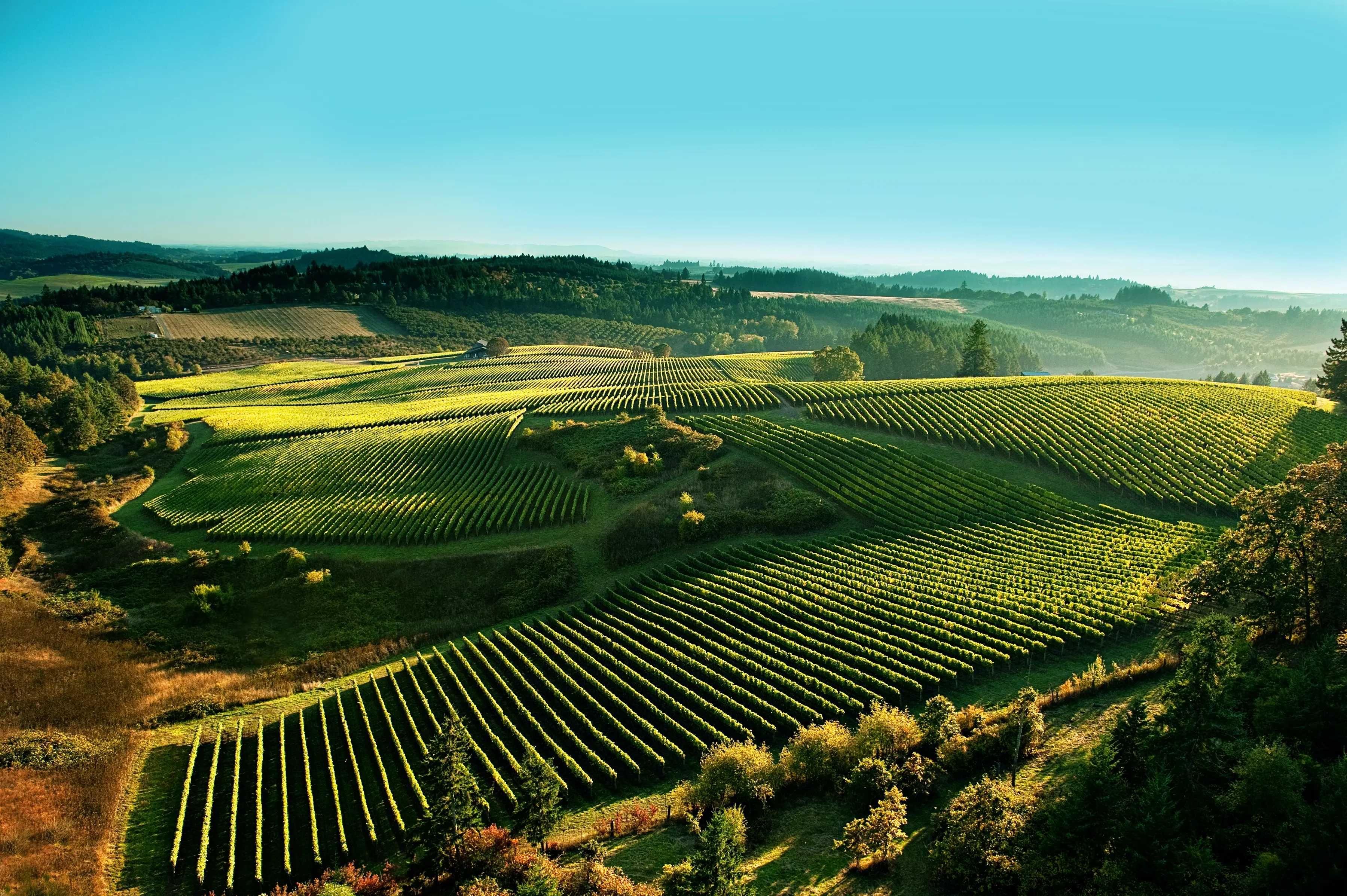 Shea Vineyards