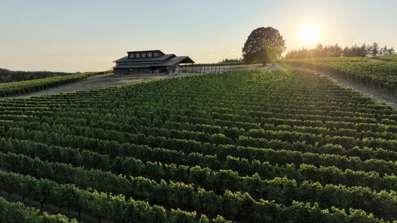 Shea Vineyards