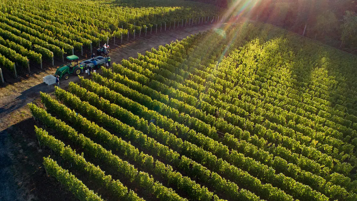 Patricia Green Vineyards