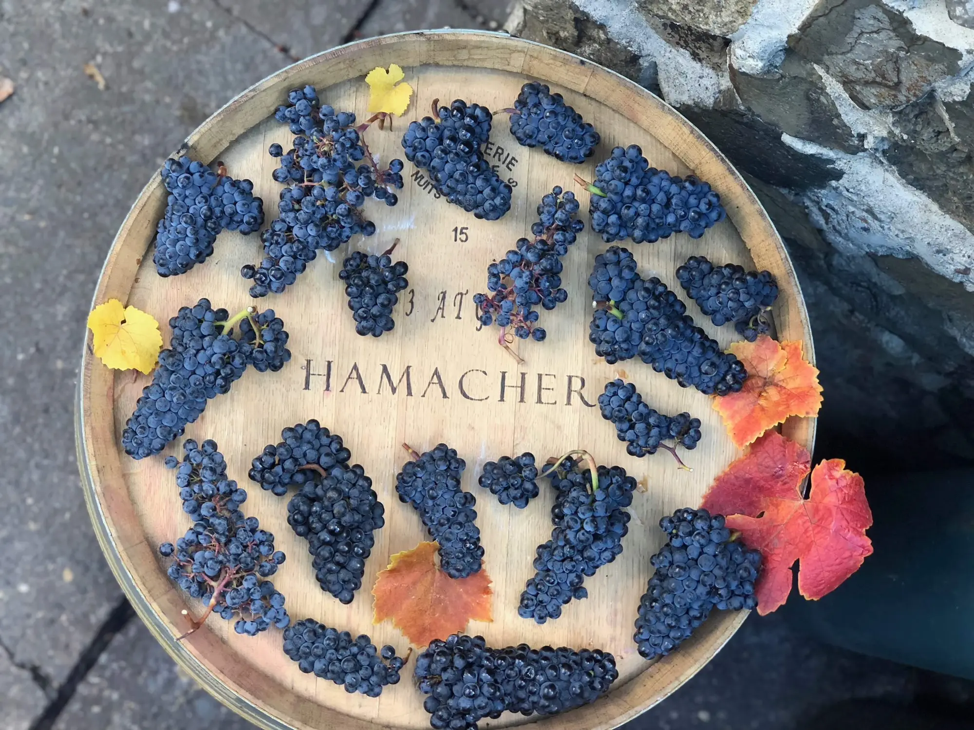 Hamacher grapes on a barrel