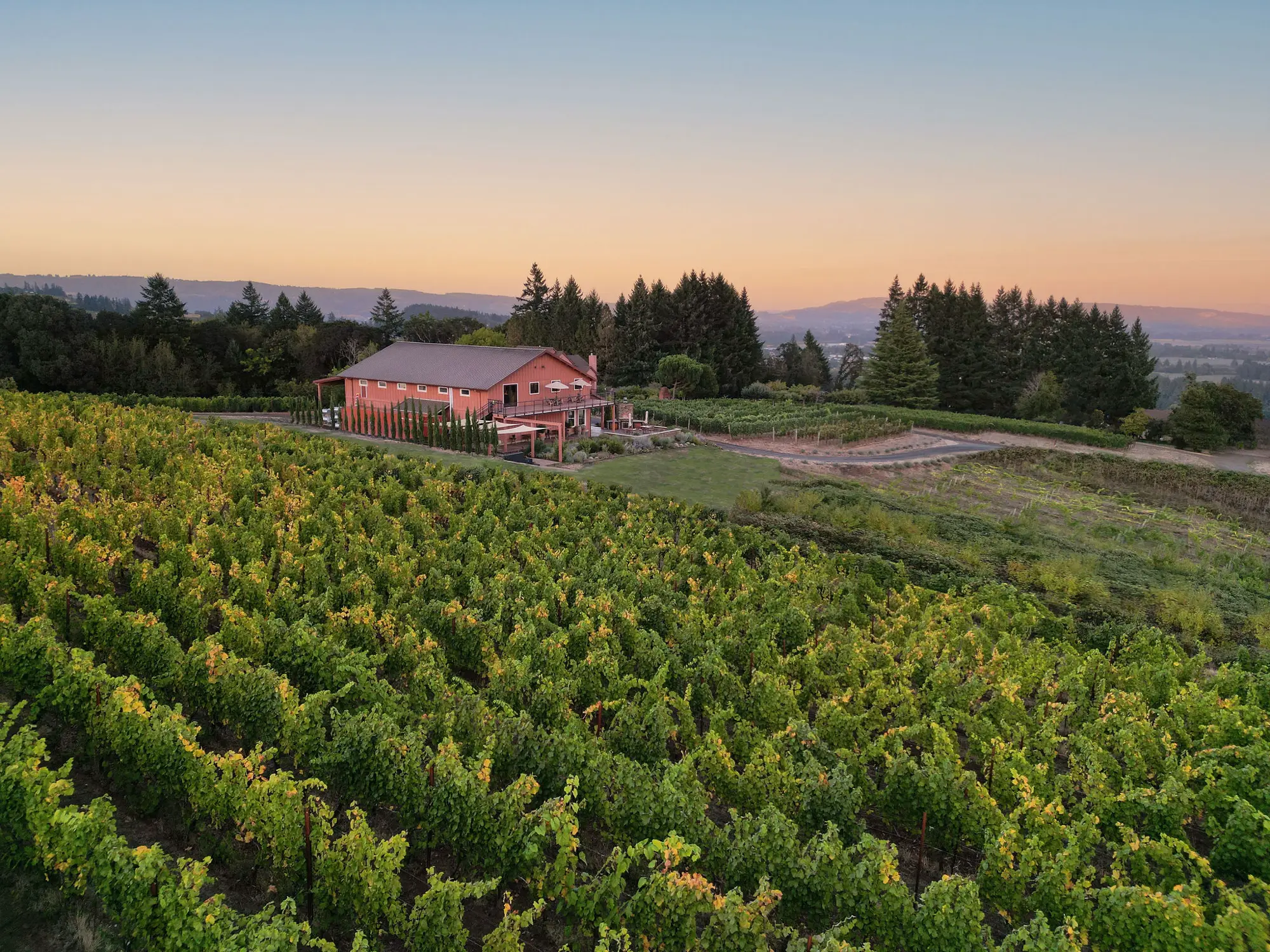Nysa Vineyards