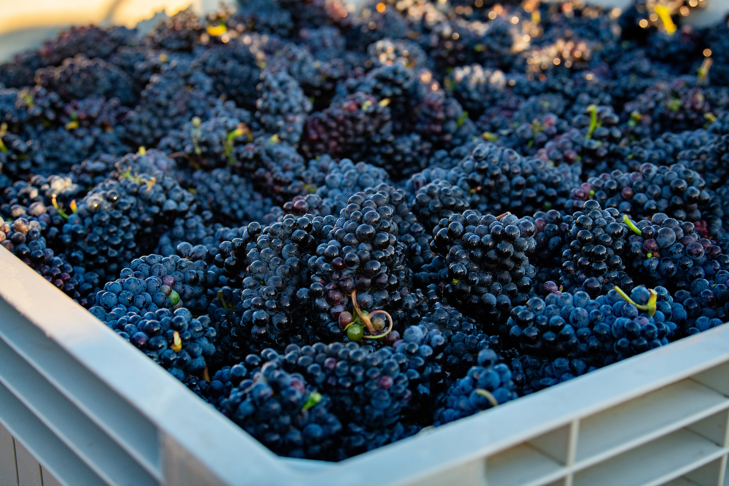 grapes in a large harvest bin